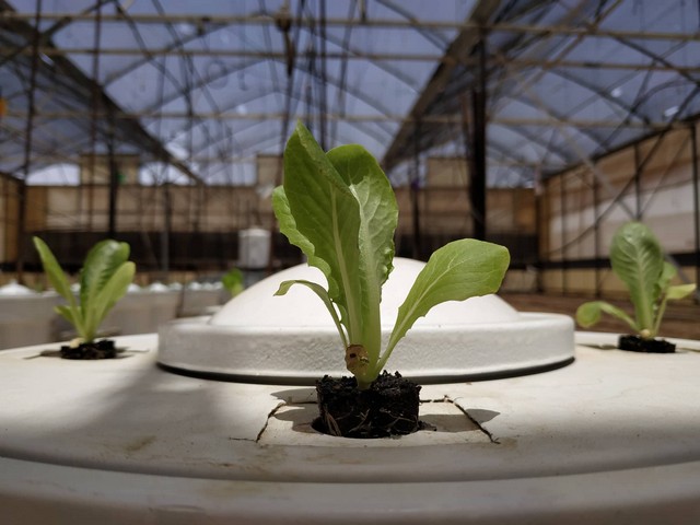 Bạn biết gì về nông nghiệp công nghệ cao trên thế giới?