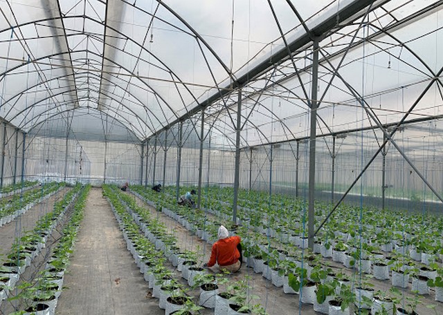 Mô hình trồng dưa lưới trong nhà kính ở nước ta