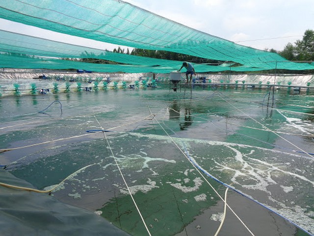 Mô hình nuôi cá theo công nghệ “sông trong ao” mang đến nhiều ưu điểm lớn