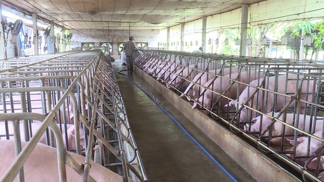 Tại sao mô hình nuôi heo công nghệ cao ngày càng được quan tâm nhiều hơn?