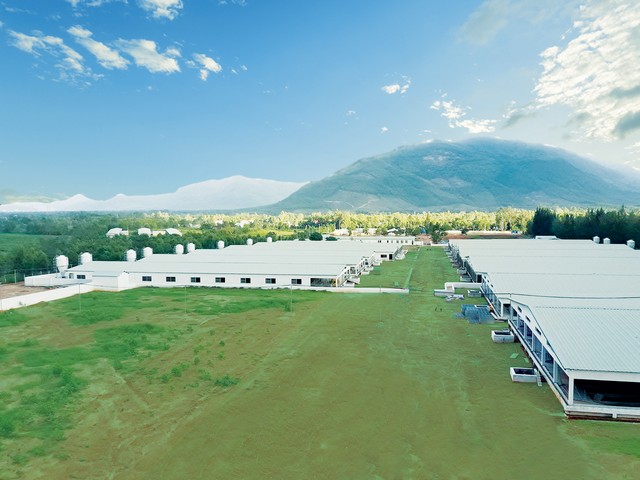 Mô hình trang trại nuôi heo áp dụng công nghệ hiện đại 4.0