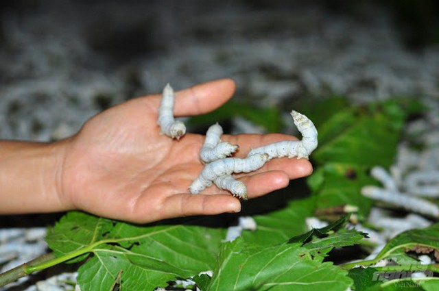 Nuôi tằm công nghệ cao mang đến những cơ hội gì cho người dân Việt?