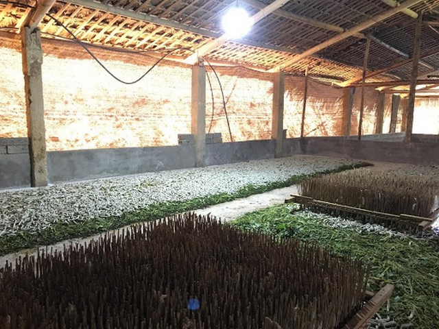 Mô hình nuôi tằm công nghệ cao giúp nâng cao năng suất, chất lượng thành phẩm