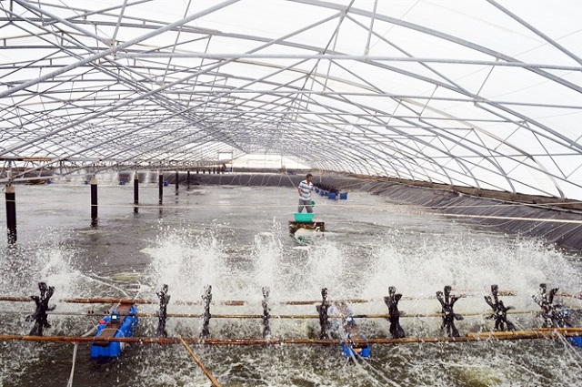 Nuôi tôm công nghệ cao cần liên tục cập nhật những kỹ thuật mới