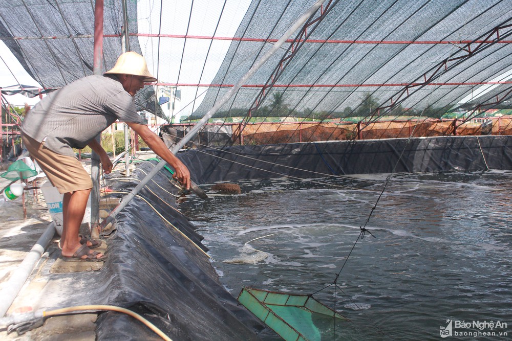 chống nóng cho tôm