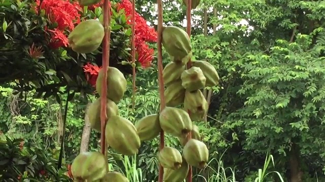 Quả chiếc có vẻ ngoài đặc biệt