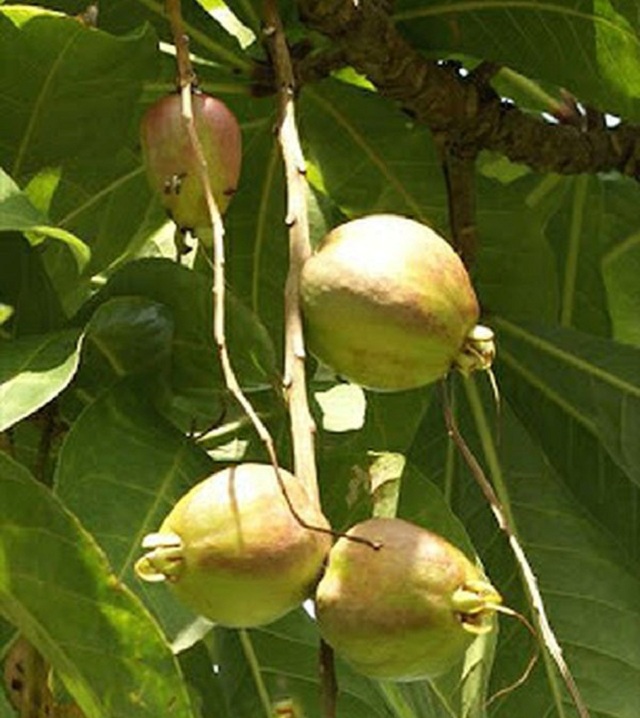 Quả lộc vừng hoa đỏ có hình tròn