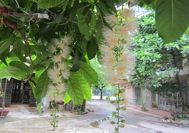 Lộc vừng trắng có màu hoa rất đặc biệt