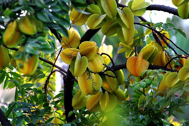 Vào mỗi cuối thu là mùa thu quả khế, quả khế khi chín có màu vàng đẹp mắt