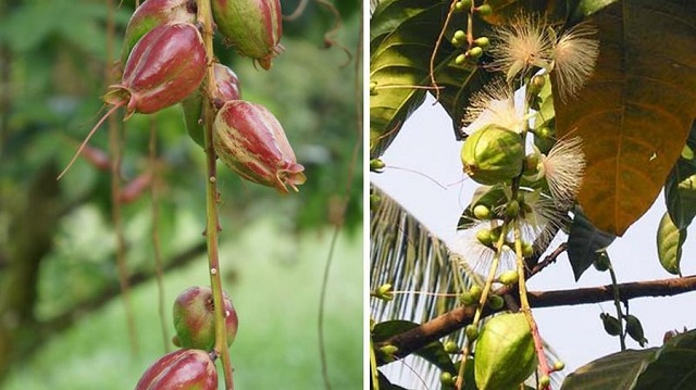 Nếu được sử dụng đúng cách, cây lộc vừng có thể chữa được rất nhiều căn bệnh