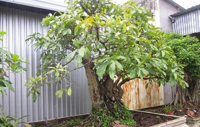 Lá lộc vừng là bài thuốc chữa trĩ hữu hiệu