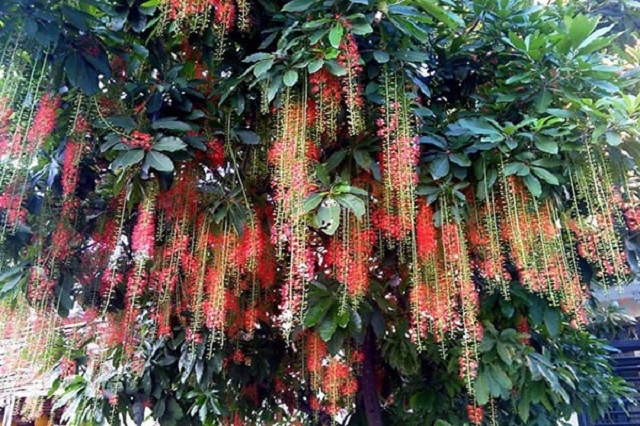 Lộc vừng mang lại nhiều tác dụng cho con người