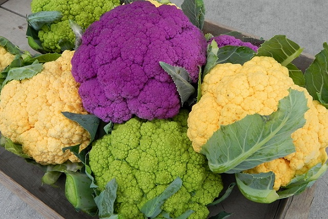 Công nghệ gen là một bước ngoặt mới mang lại nhiều thành tựu cho nông nghiệp