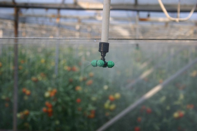 Hệ thống tưới phun tự động được ứng dụng khá phổ biến trong nông nghiệp hiện đại