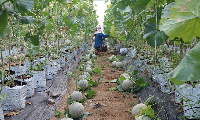 Trồng dưa lưới công nghệ cao là cách để tăng sản lượng và chất lượng