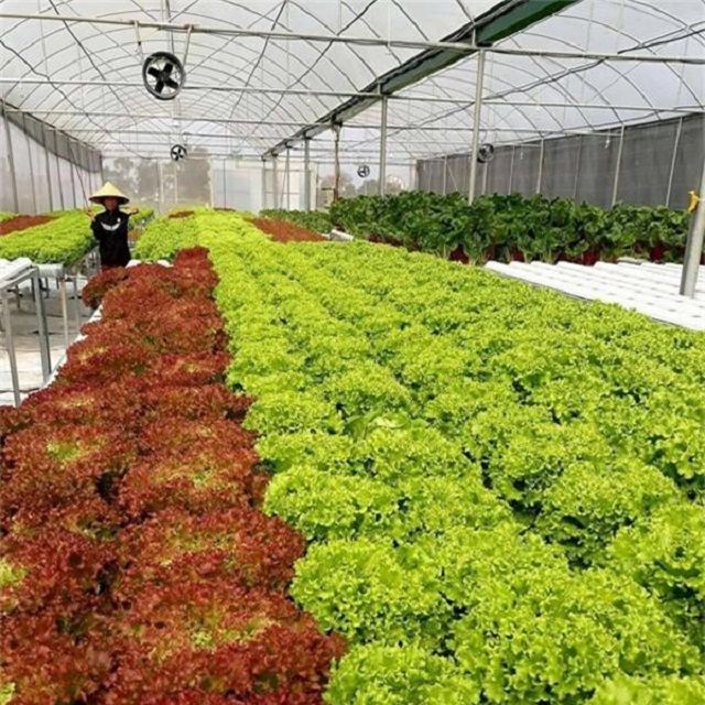 Trồng rau theo công nghệ Israel mang lại năng suất cao