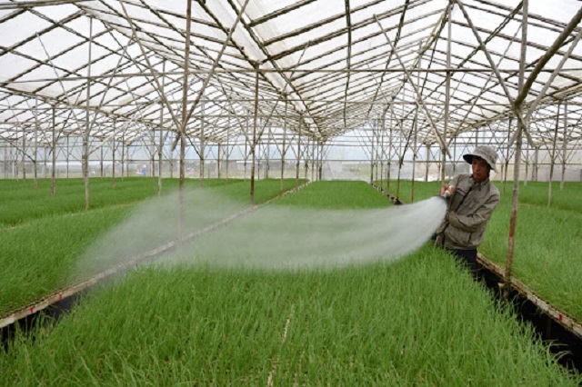 Công nghệ trồng rau Israel có nhiều ưu điểm hơn so với trồng rau truyền thống