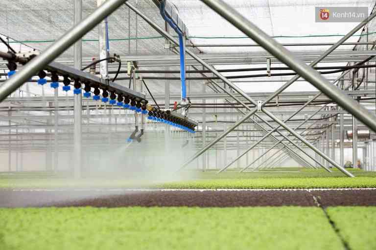 trồng rau màu trong nhà kính