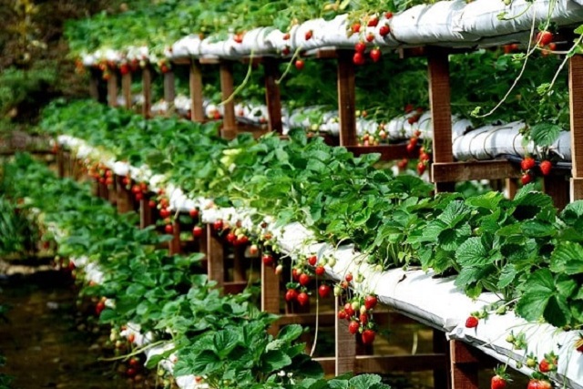 Trồng dâu tây công nghệ cao cần có nguồn vốn đầu tư lớn