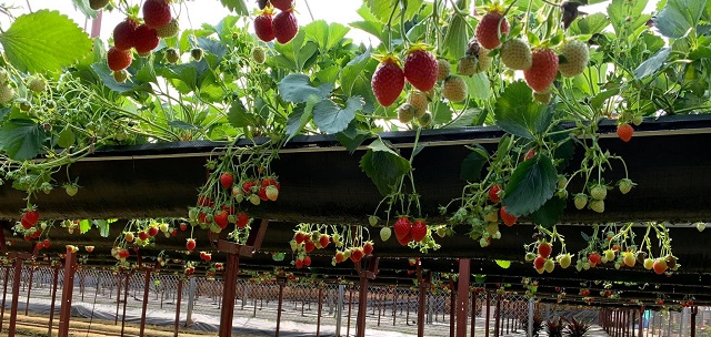 Vườn dâu được ứng dụng những công nghệ hiện đại nhất để tăng năng suất và chất lượng