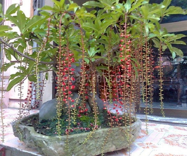 Cây lộc vừng mang đến nhiều khí lành