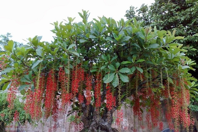 Cây lộc vừng mang nhiều ý nghĩa tốt lành