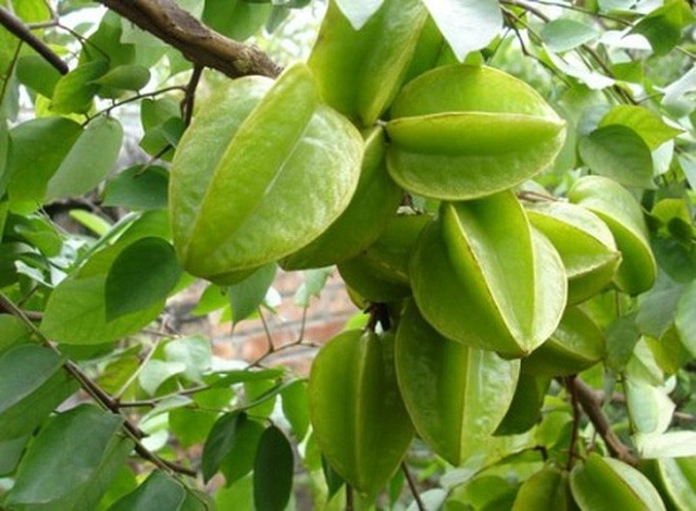 Cây khế mang giá trị dinh dưỡng cao, rất có lợi cho sức khỏe