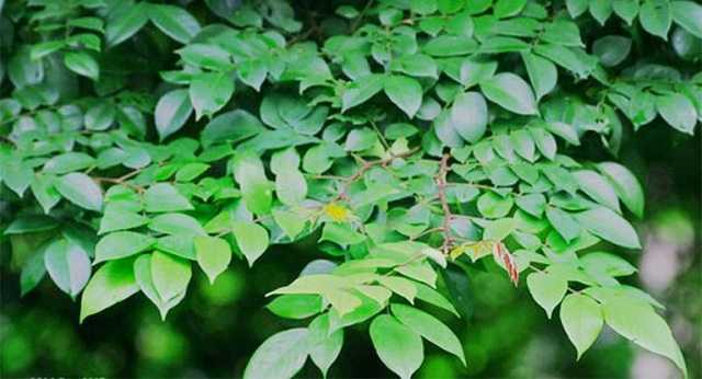 Lá khế cũng có tác dụng chữa bệnh