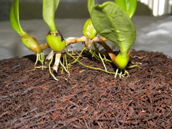 7 loại giá thể phổ biến cho người chơi lan dớn dương xỉ