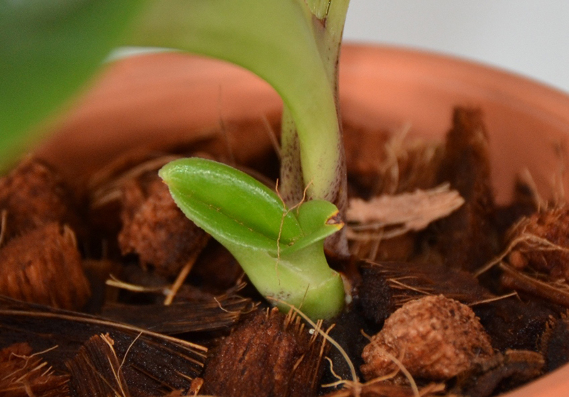 7 loại giá thể phổ biến cho người chơi lan xơ dừa