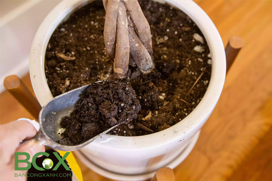 Đất trộn hữu cơ trồng cây nội thất và cây trồng trong chậu 4