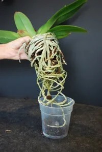 Hướng dẫn cách tự làm giá thể trồng hoa lan 2