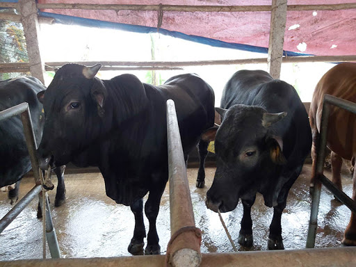 chuồng nuôi bò 3b