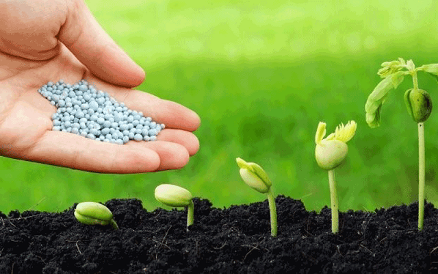 Bón lót và bón thúc là 2 hình thức cung cấp dưỡng chất mà cây trồng cần có