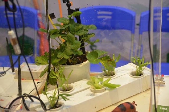 Hệ thống nông nghiệp thông minh đã mang đến thành công lớn và hiệu quả khi ứng dụng vào thực tế