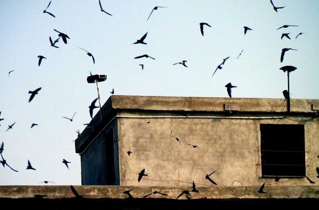 Thiết kế âm thanh dẫn dụ chim yến về nhà làm tổ hiệu quả rất quan trọng