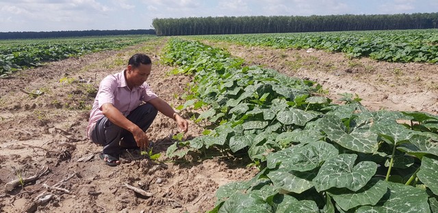 Đất trồng bí đỏ hồ lô cần có hệ thống thoát nước để chống ngập úng cho cây