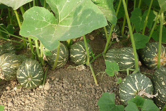 Áp dụng đúng kỹ thuật chăm sóc bí đỏ hồ lô sẽ đạt năng suất vượt trội