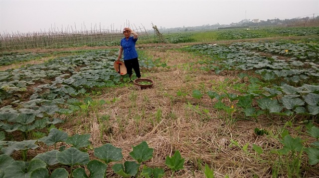 Tùy thuộc vào thời tiết hanh khô hay ẩm ướt mà có thể điều chỉnh lượng nước tưới phù hợp cho cây trồng