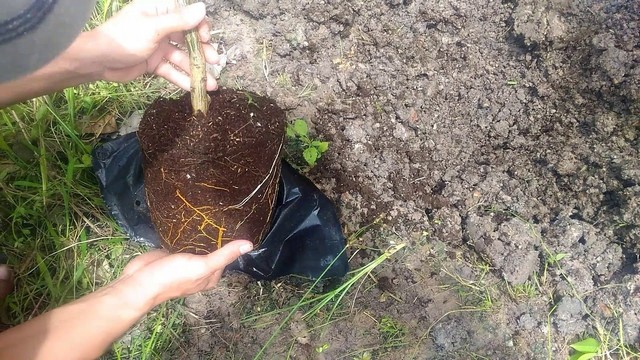 Đất trồng bưởi da xanh cần được canh tác đúng cách trước khi tiến hành trồng cây giống