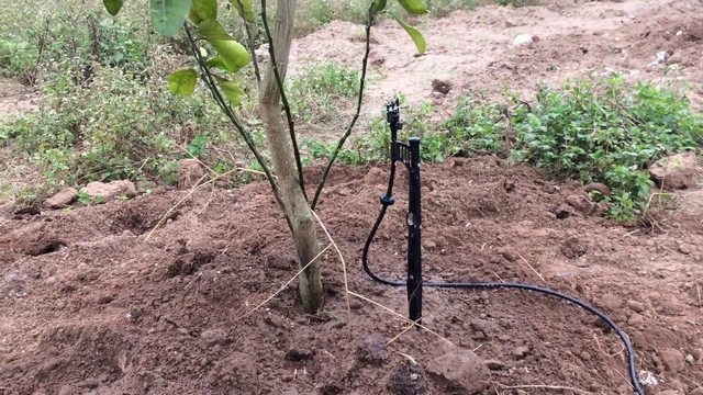 Hệ thống tưới tiêu công nghệ cao được nhà vườn ứng dụng cho bưởi da xanh