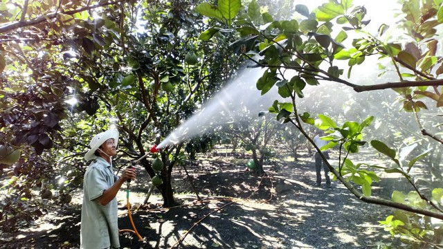 Chủ động bón phân giúp cây tăng trưởng nhanh, cho năng suất cao mỗi vụ