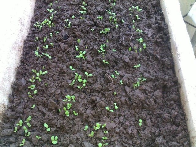 Đất trồng cà tím phải có độ tơi xốp và thoát nước tốt