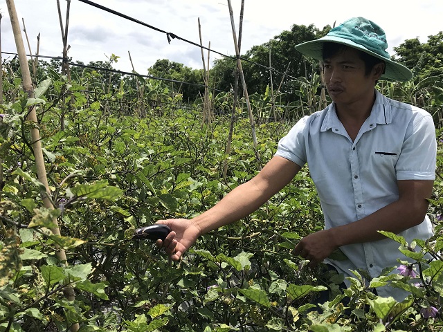Người nông dân cần chú ý chăm sóc cây cà tím theo từng giai đoạn phát triển