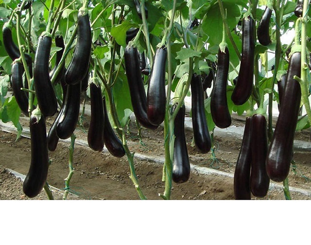 Phòng trừ sâu bệnh hại giúp cà tím mang đến chất lượng và năng suất cao nhất