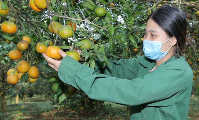 Mách bạn kỹ thuật trồng cam năng suất đem về lợi nhuận cao