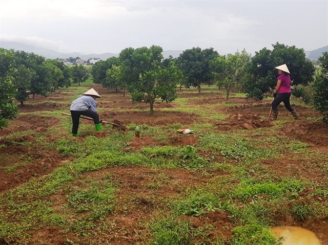 Canh tác đất trồng cam đúng cách giúp tăng sức sống cho cây trồng