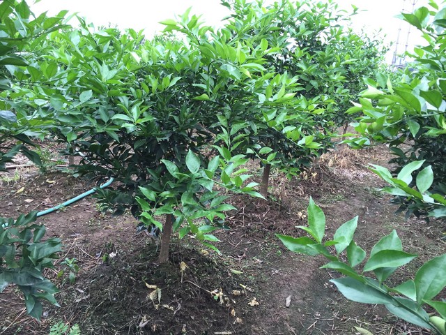 Xới đất và chăm sóc cây con đúng cách giúp vườn cam nhanh tươi tốt và đậu trái