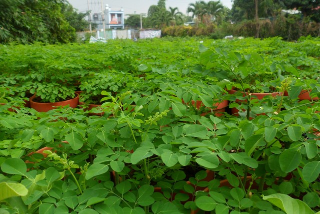 Tìm hiểu kỹ thuật trồng cây chùm ngây cho năng suất và chất lượng cao