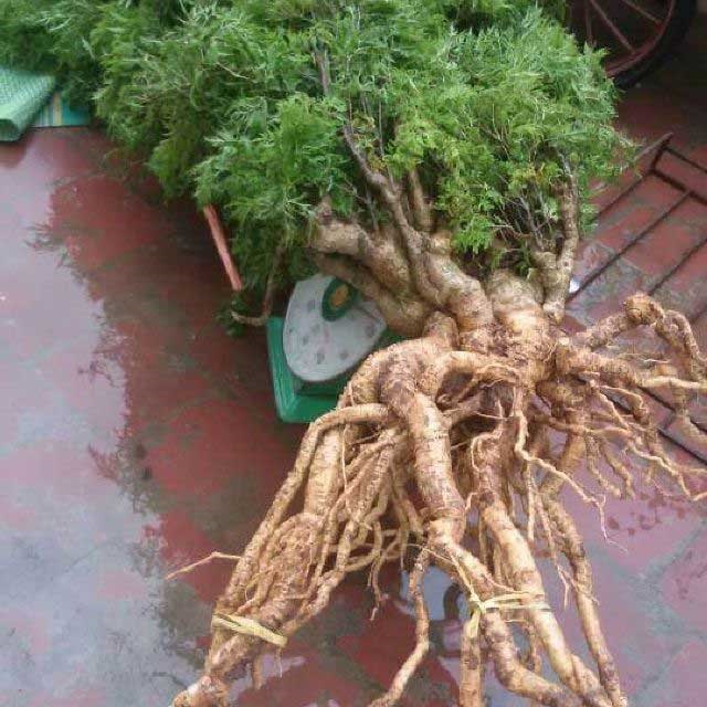 Cây đinh lăng được chăm sóc đúng kỹ thuật không sâu bệnh sau 3 năm có thể thu hoạch